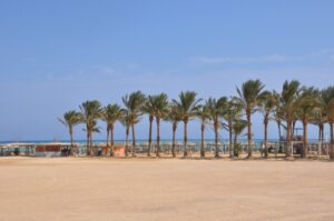 Rows of palm trees along the sandy beachfront