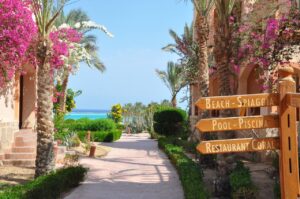 Pink bougainvillea and a palm tree framing a view of the sea