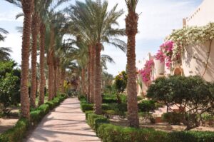 Shaded garden path between palm trees and flowering plants
